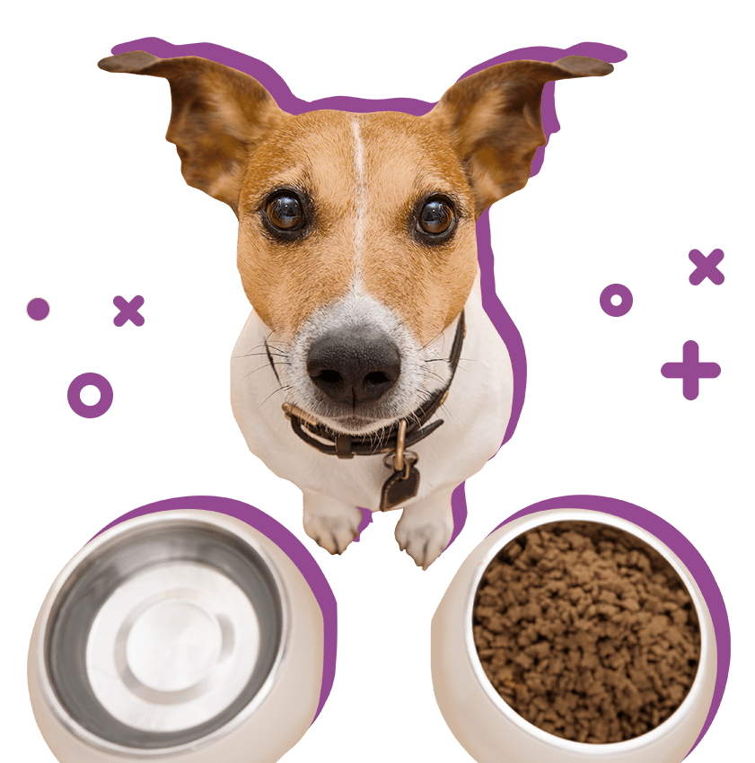 Image of a dog with a bowl of food and water